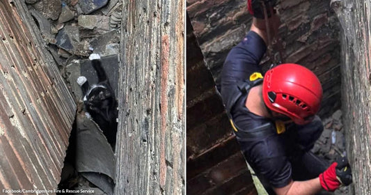 On the left, a black-and-white cat is wedged in a narrow gap between wooden walls; on the right, a person in a red helmet descends the same tight space.