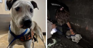 On the left, a white and gray dog wearing an orange harness and blue leash stands indoors looking at the camera; on the right, a curly-haired woman crouches in a.