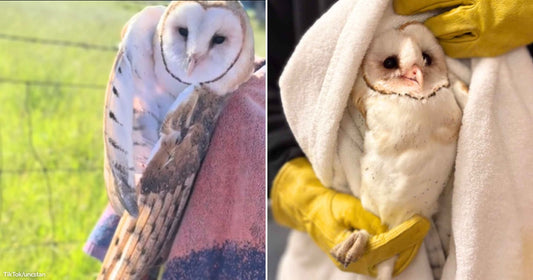 On the left, a barn owl perches on someone's gloved arm outdoors in a green field; on the right, a young barn owl is wrapped in a white towel and.
