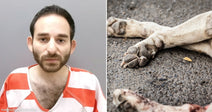 On the left, a man in an orange-and-white striped uniform poses against a gray background; on the right, a dog's paw and leg lie motionless on pavement.