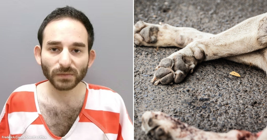 On the left, a man in an orange-and-white striped uniform poses against a gray background; on the right, a dog's paw and leg lie motionless on pavement.