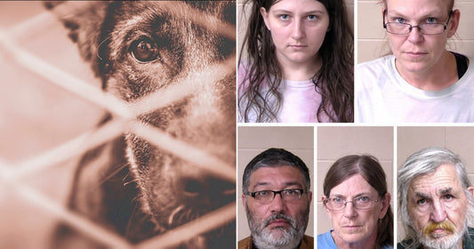 On the left, a dog peers through a chain-link fence at a shelter; on the right, five adults appear in what look like police booking photos.