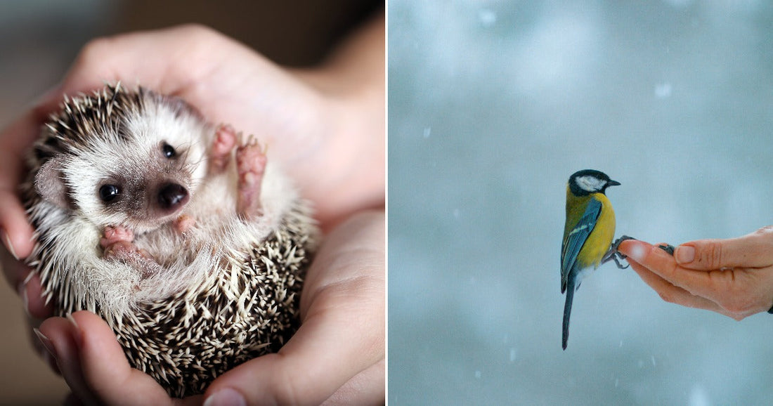 On the left, a small hedgehog curls in a person's cupped hands; on the right, a yellow-and-blue bird perches on an outstretched hand in falling snow.