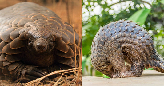 On the left, a pangolin faces the camera while crouching on dry ground; on the right, a pangolin curls into a defensive ball on a flat surface amid lush greenery.