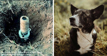 Split image showing a cyanide poison device in the ground on the left and a black-and-white dog sitting in grass on the right.
