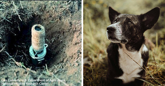 Split image showing a cyanide poison device in the ground on the left and a black-and-white dog sitting in grass on the right.