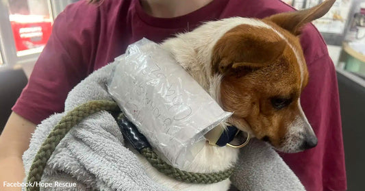 Small brown-and-white dog wrapped in a gray blanket with an ice pack resting on its neck, being held indoors.