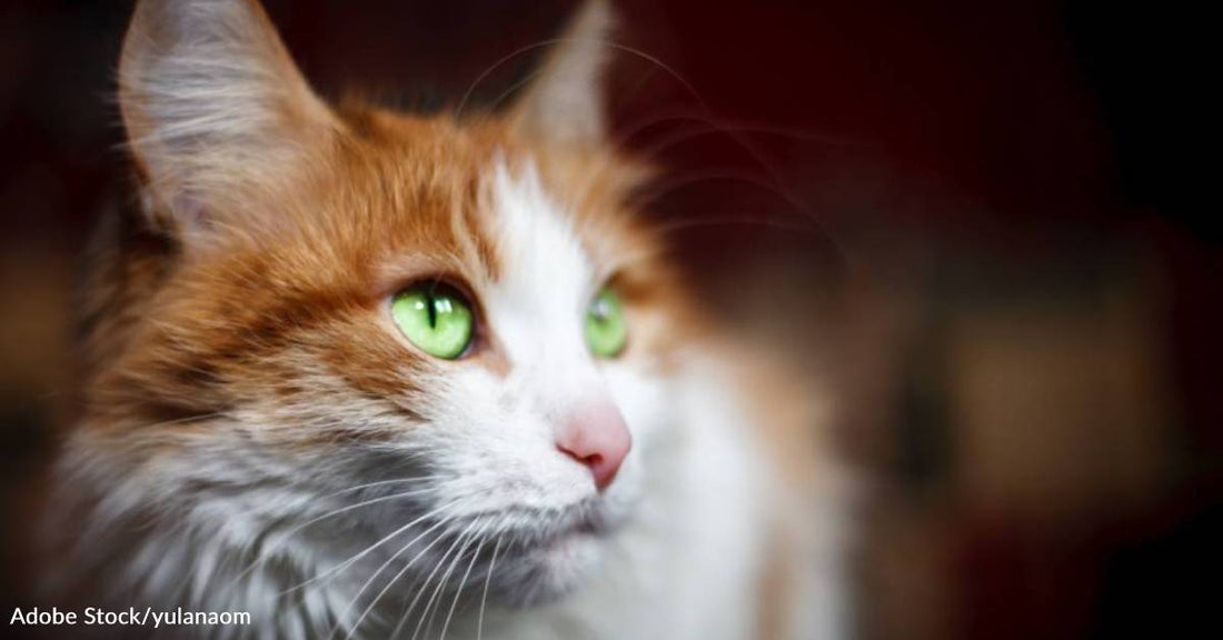 A Dark and Stormy Night Brings a Bright, Happy Cat to a New Home