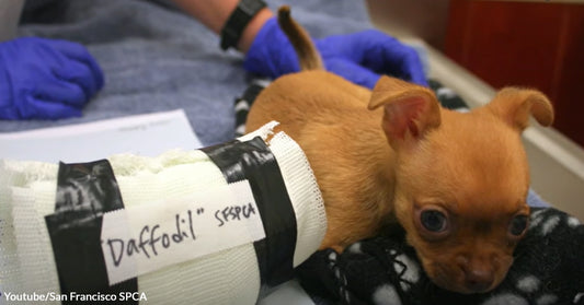 Daffodil's Family Rejected Her for Being Born Without Front Legs