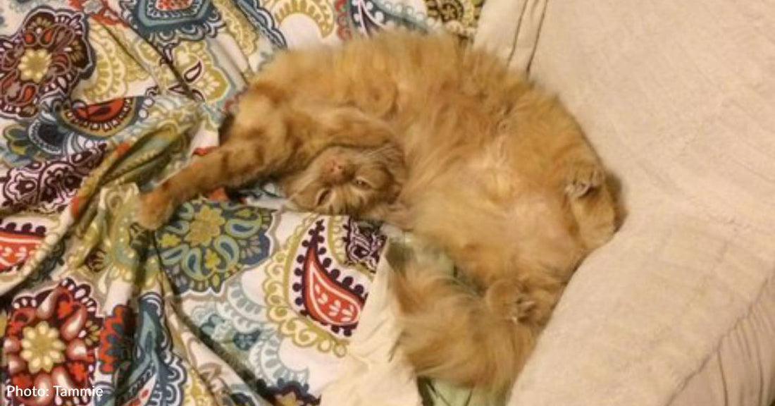 After Woman Loses 'Wonderful, Big, Juicy Orange Tabby', Another Shows Up in Need of a Home