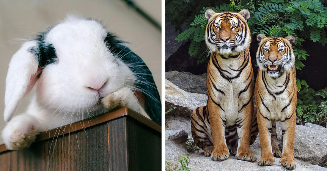 Danish Zoo Sparks Outrage Over Call for Pet and Horse Donations to Feed Predators