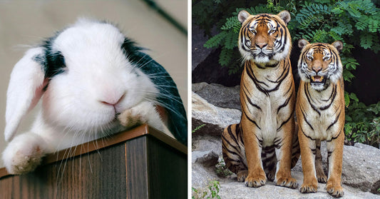 Danish Zoo Sparks Outrage Over Call for Pet and Horse Donations to Feed Predators