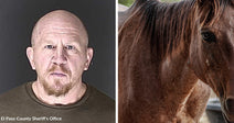 Split image showing a mugshot-style photo of a bald man beside a close-up of a brown horse.