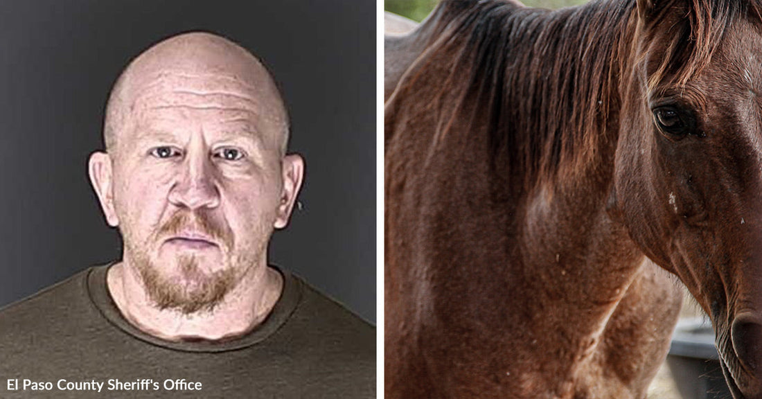 Split image showing a mugshot-style photo of a bald man beside a close-up of a brown horse.