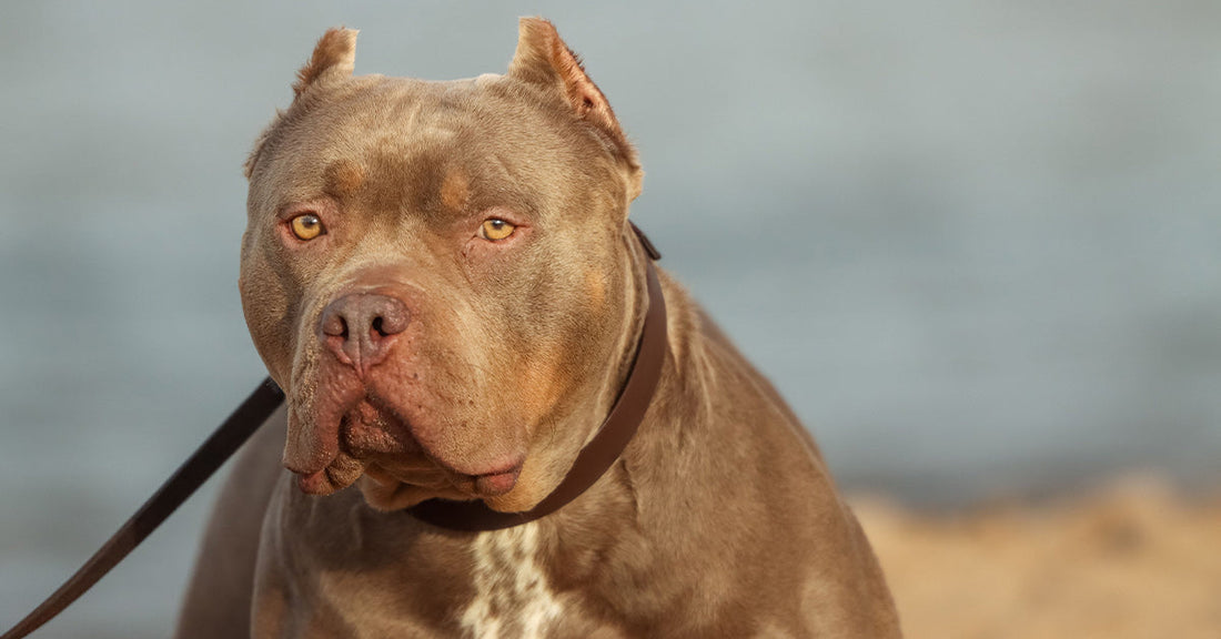 Muscular brown dog with cropped ears sits on a leash, staring directly at the camera.