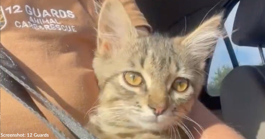 Mother of Soldier Killed in Battle Asks for His Cat Near Frontline and to Help Other Animals Along the Way