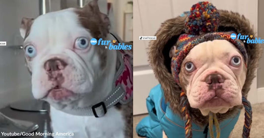 A Deaf French Bulldog Communicates Through Adorable Silent Gobbles