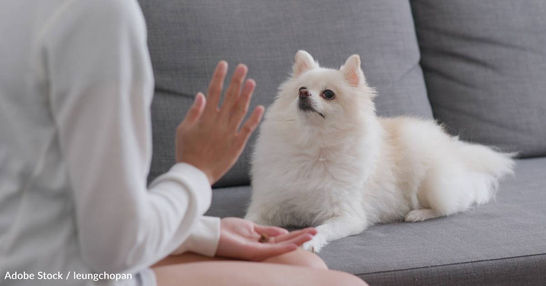 Caring for Deaf Dogs and Cats: 10 Tips for a Happy, Safe Home