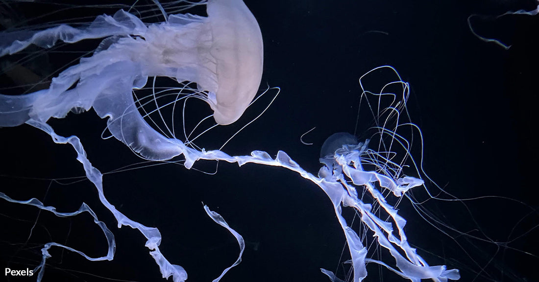 A Deadly Hunter Emerges From the Darkness of the Ocean’s Depths