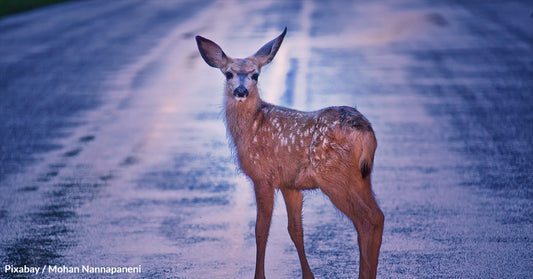 Anatomy Can Be Blamed For Millions Of Deer-Car Accidents In The United States