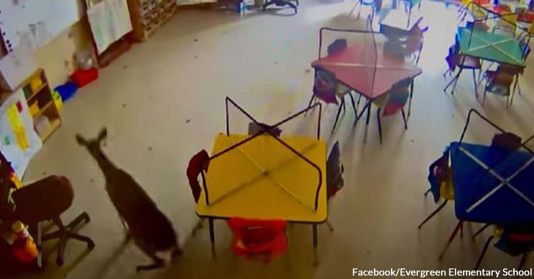 You’ll Definitely Say, “Oh, Dear!” When You Watch This Footage of a Deer Crashing Through a Classroom Window