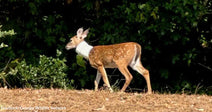 Young deer wearing a large white plastic pipe on its neck, walking along the edge of a wooded area.