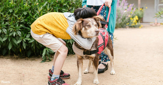 Delaware Cracks Down on Fake Service Animals Saving Lives in the Balance