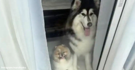 Small fluffy dog and larger husky stand behind a glass door, both looking outside from inside a home.