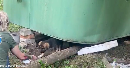 Mama Dogs and Puppies Rescued Near Russian Border By Brave Volunteers