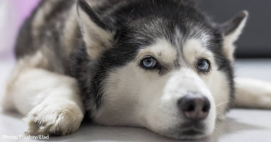 Depressed Shelter Dog Won't Leave Her Bed, Even For Treats