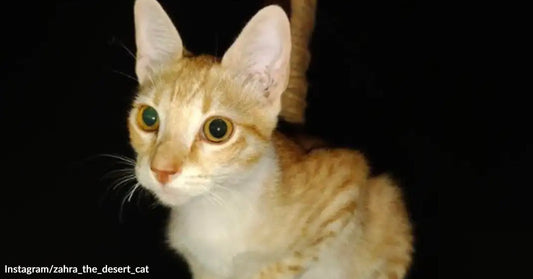 Close-up of an orange-and-white cat with large ears and wide green eyes against a dark background, looking alert.