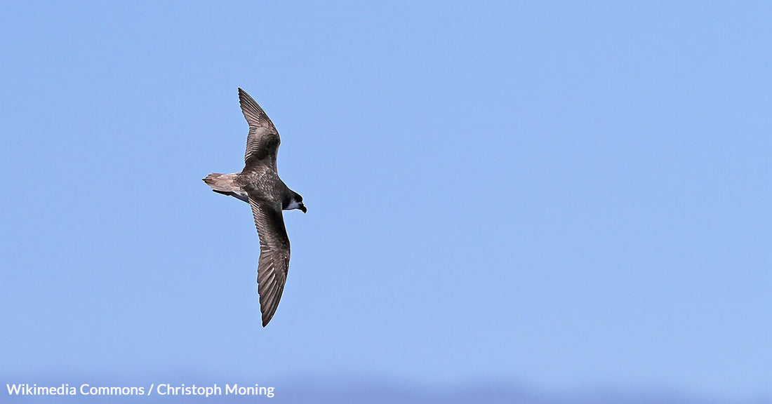 The Astonishing Foraging Strategy of Hurricane Chasing Birds, the Desertas Petrels