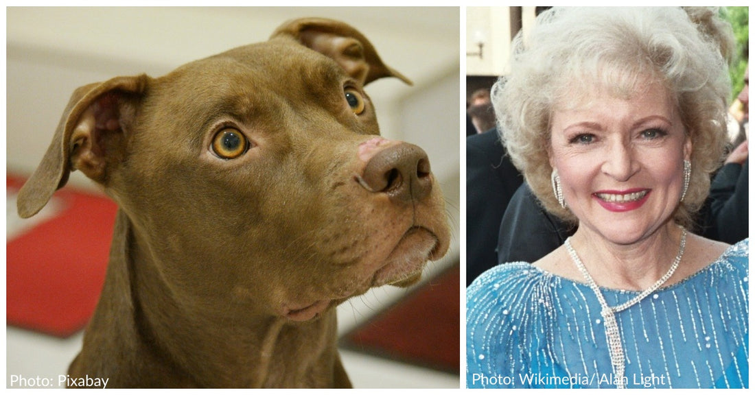 Detroit Dog Rescue Plans To Play "Golden Girls" Theme Song Every Time A Dog Is Adopted As A Tribute To Betty White