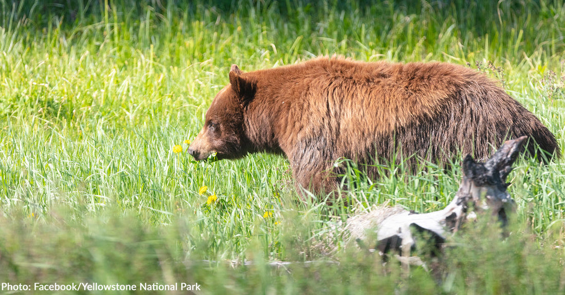 A brown bear forages in a grassy field dotted with yellow flowers.