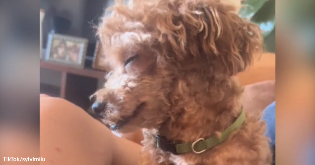 Small curly brown dog wearing a green collar sits beside a person on a couch.