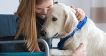 A young woman in a wheelchair tenderly embraces a cream-colored Labrador Retriever wearing a blue collar inside a softly lit room.