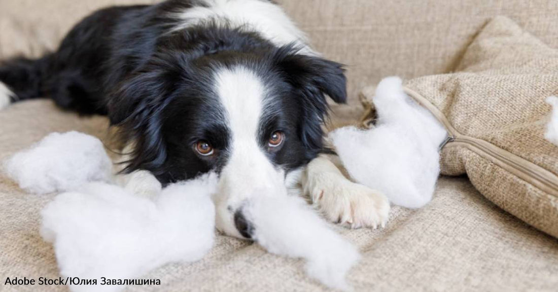 How to Discipline a Puppy Without Being Mean