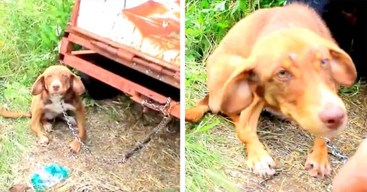 Owner Chained His 'Diseased' Puppy To An Old Truck And Left Him To Starve For Ten Days