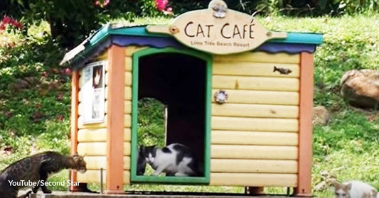 Heard the Amazing Story of the Feral Cat Colony in Disneyland?