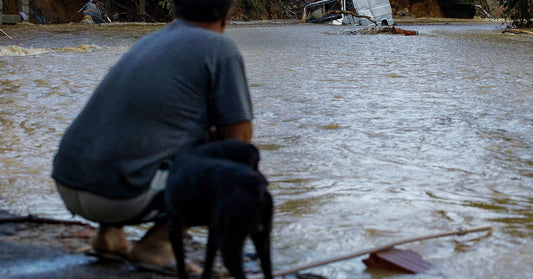 Person and dog sit by floodwaters, observing a submerged vehicle in the distance.