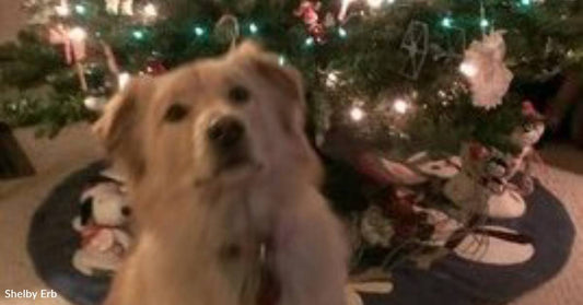 Just After Family Loses Golden Retriever-Chow Mix, Another Golden Retriever-Chow Mix Arrives