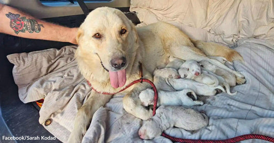 A light-colored mother dog lies on bedding in the back of a vehicle while several newborn puppies sleep beside her.