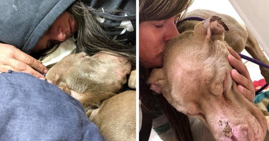 College Student Holds Dying Shelter Dog In Her Arms All Night So He Won’t Pass Away Alone