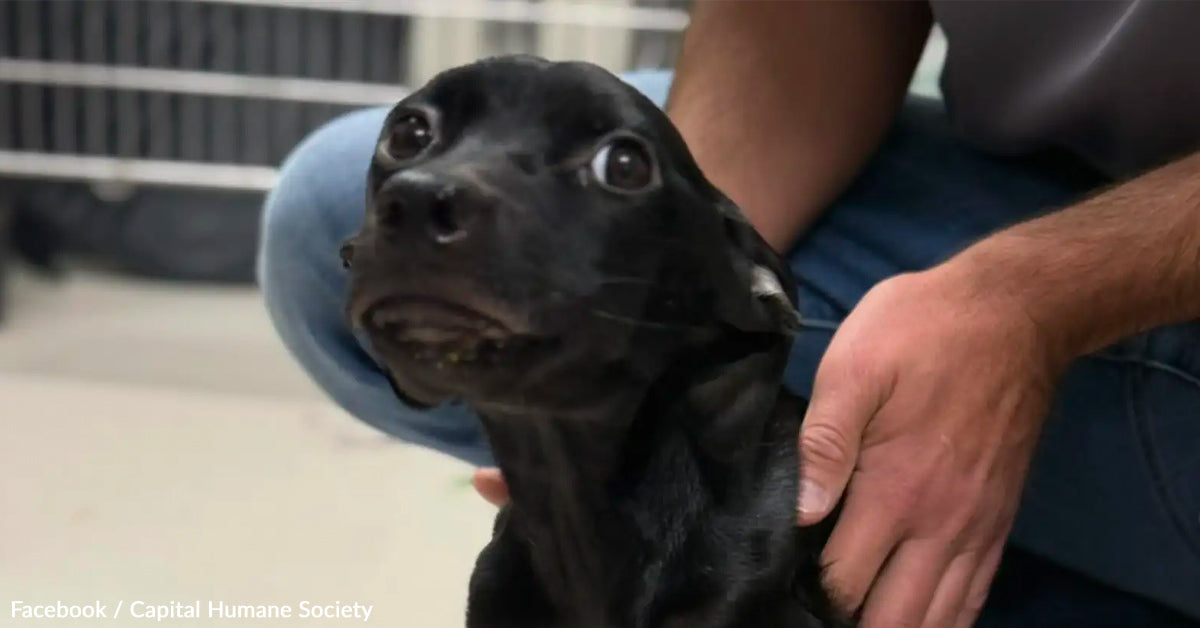 Starving Puppy Found Abandoned at Pumpkin Patch, Barely Able To Move ...