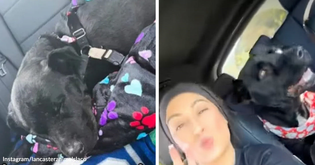 Black dog curled up asleep under a paw-print blanket in a car seat, then awake and excited beside a person during a car ride.