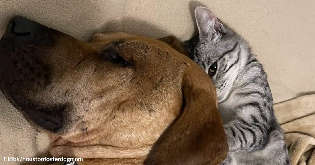 Gray tabby cat cuddles closely against a sleeping brown dog on a beige couch, peeking out from behind the dog’s head.