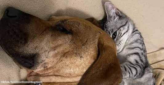 A brown dog resting next to a small striped kitten.