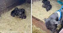 Small black puppies huddle together on straw inside a wooden pen while an adult dog in a blue harness stands nearby.