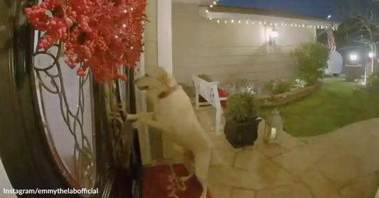 Nighttime doorbell camera view of a Labrador retriever standing on hind legs, pawing at a front door beneath a red wreath on a lit porch.