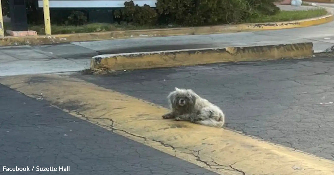 A small, fluffy dog sits on a yellow-striped curb in an urban area.